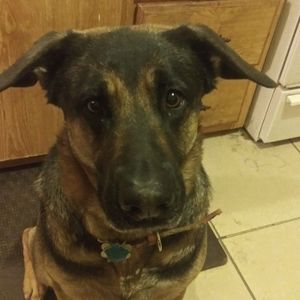 Meet your Posher, Oscar